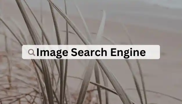 Top 5 Image Search Engines for Best Results